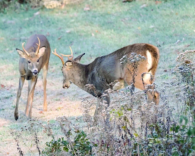 Keystone State continuing to own world of deer hunting